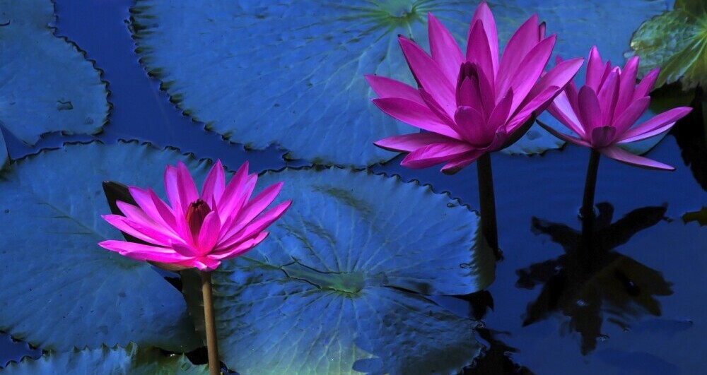 Serenity